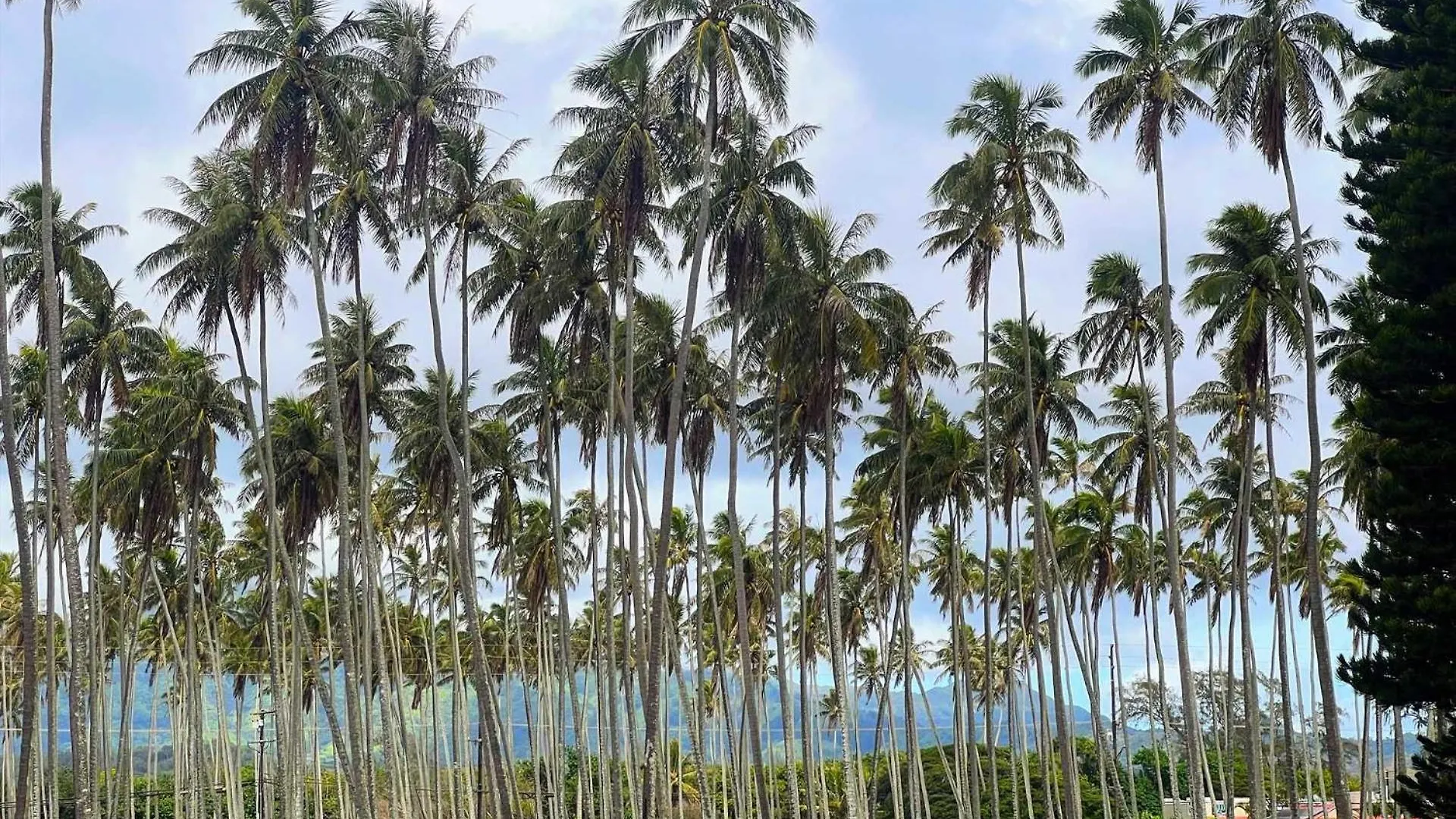 Islander On The Beach 239 Kapa'a